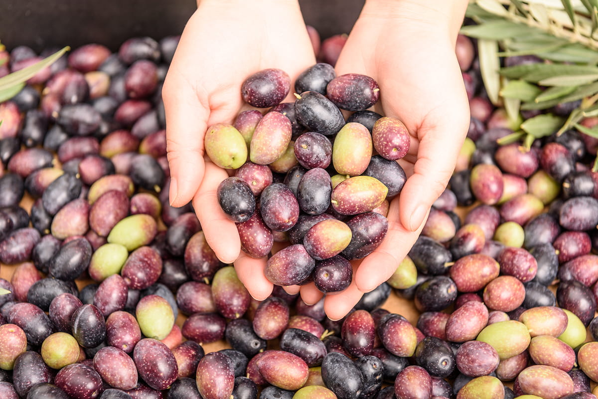 Manos sosteniendo aceitunas de diferentes variedades