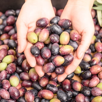 Manos sosteniendo aceitunas de diferentes variedades