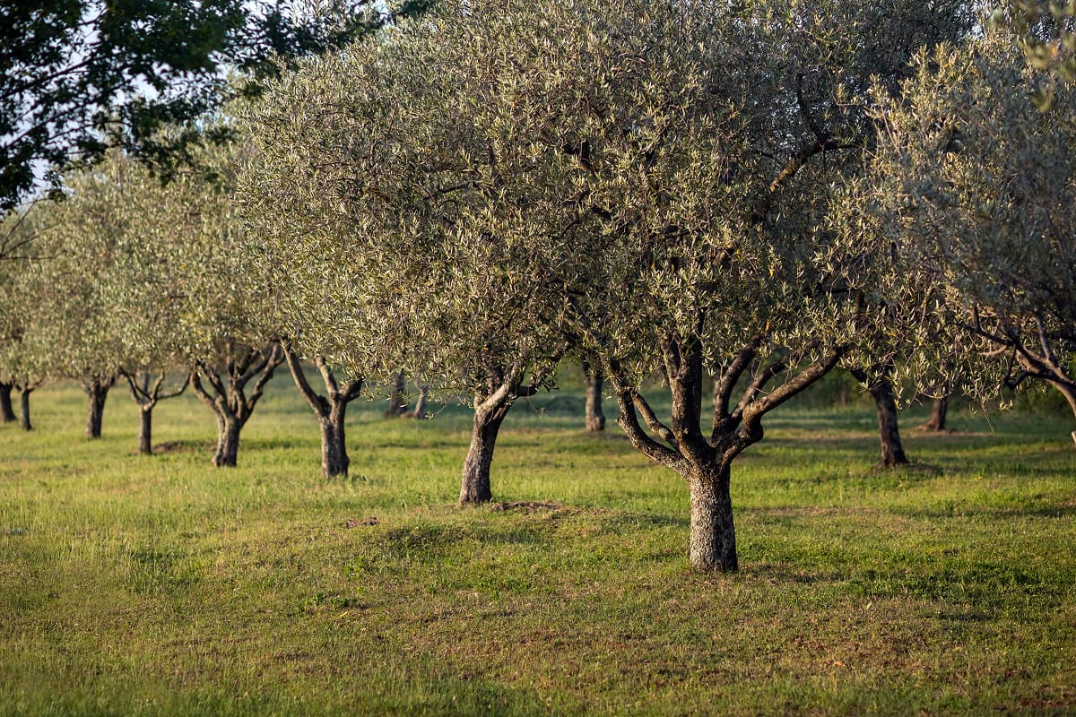 Varios olivos en fila