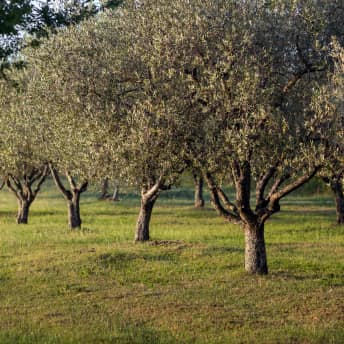 Varios olivos en fila