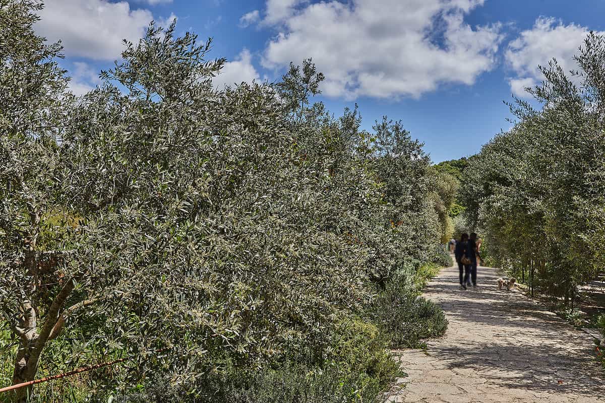 Dos personas y un perro paseando por los olivos