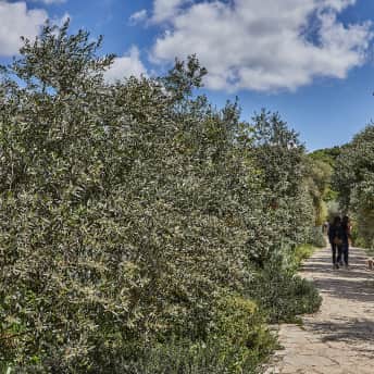 Dos personas y un perro paseando por los olivos